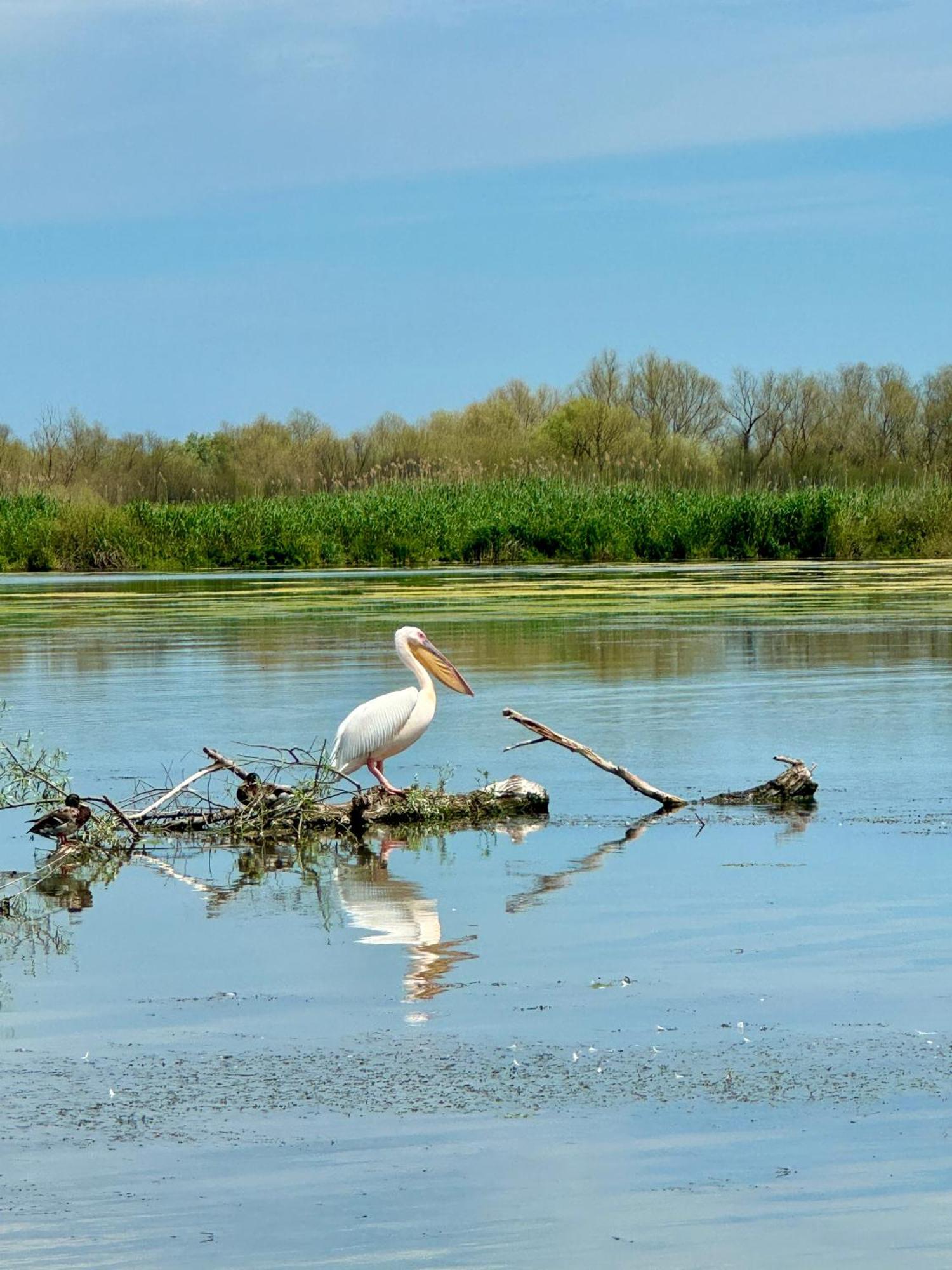 ホテル Danube Delta View Dunavăţu de Jos エクステリア 写真